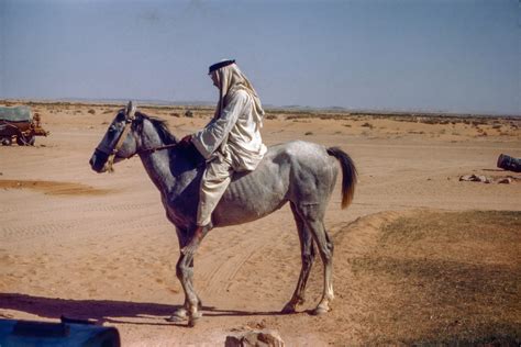 arabian bareback